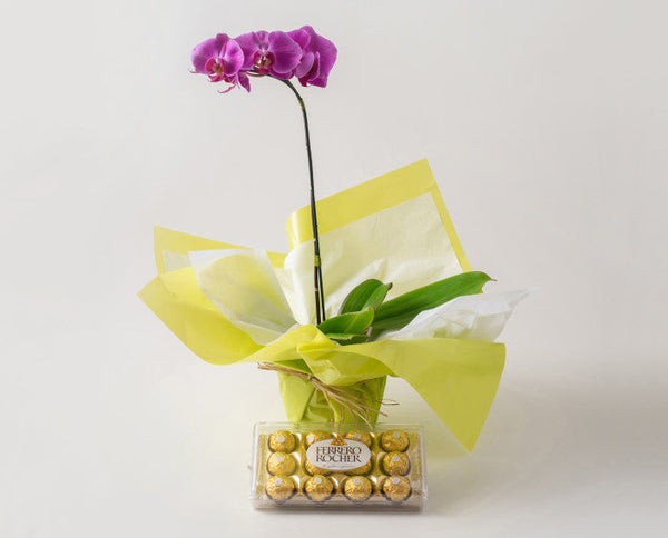 Orquídea Phalaenopsis para Presente - Image 2